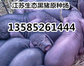 沭阳县瑶华黑猪养殖场