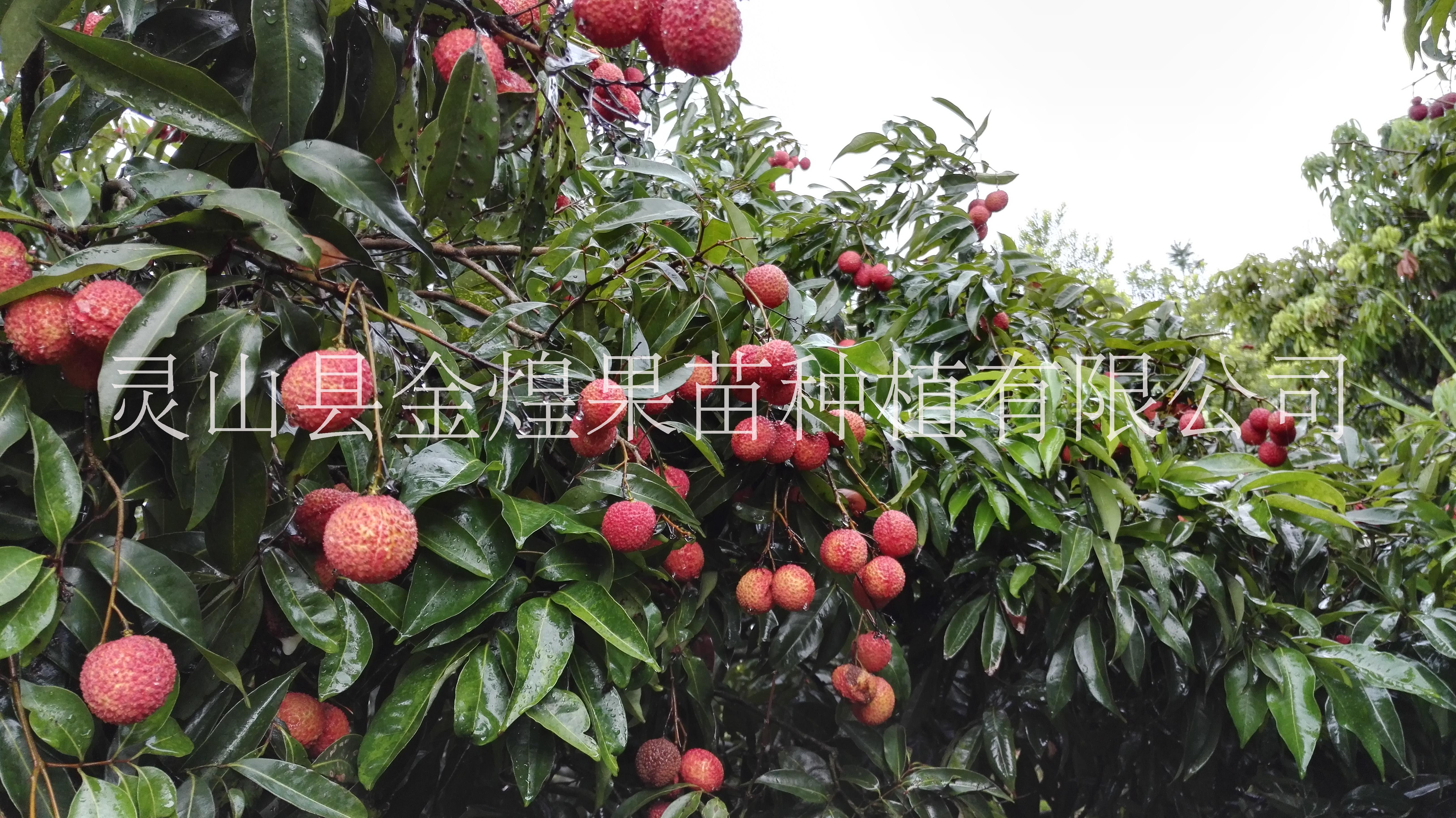 广西钦州灵山嫁接无核荔枝苗，妃子笑苗，