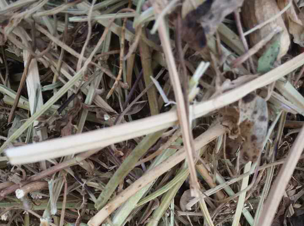 保定花生圖片/保定花生樣板圖 (1)