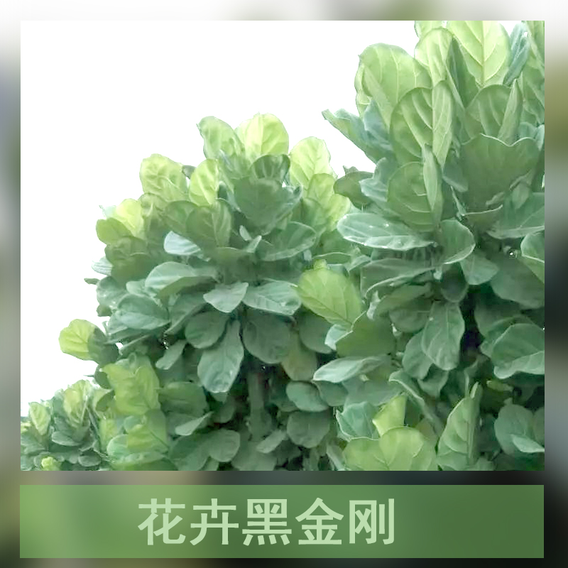 廣州黑金剛盆栽種植基地圖片/廣州黑金剛盆栽種植基地樣板圖 (4)