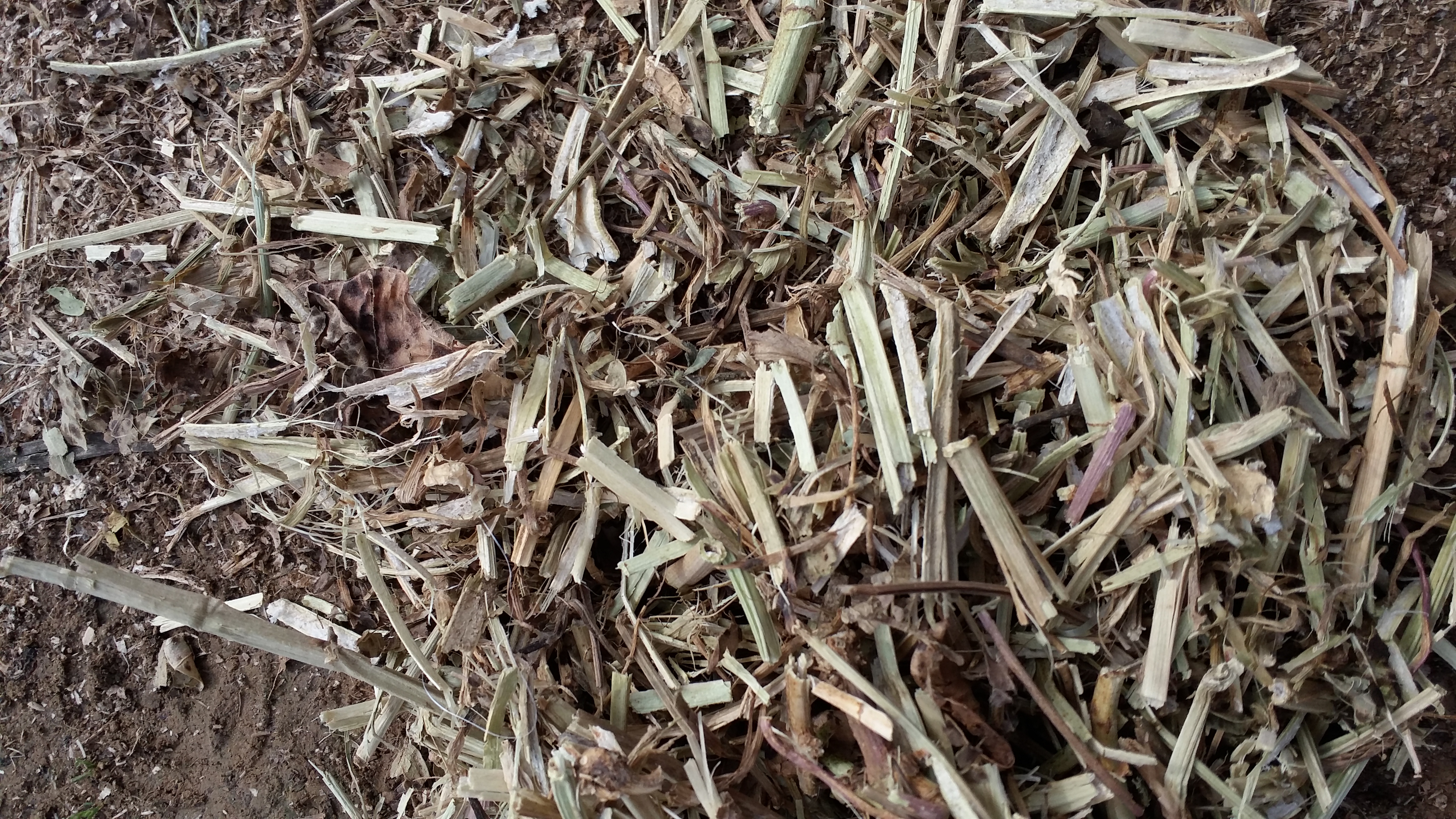 花生秧草粉圖片/花生秧草粉樣板圖 (2)