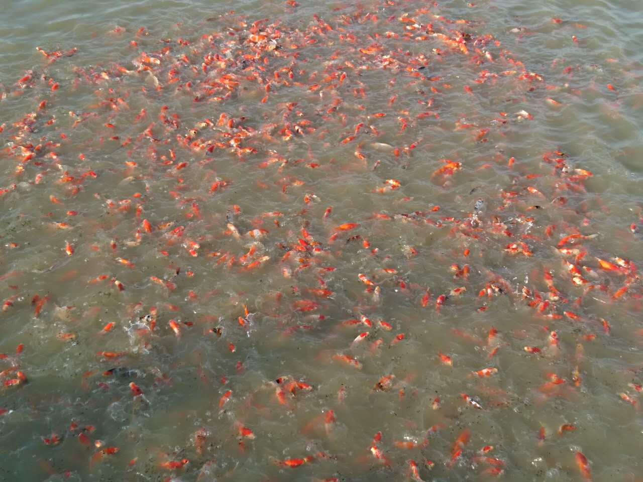 日本錦鯉魚大小紅白 魚活體圖片