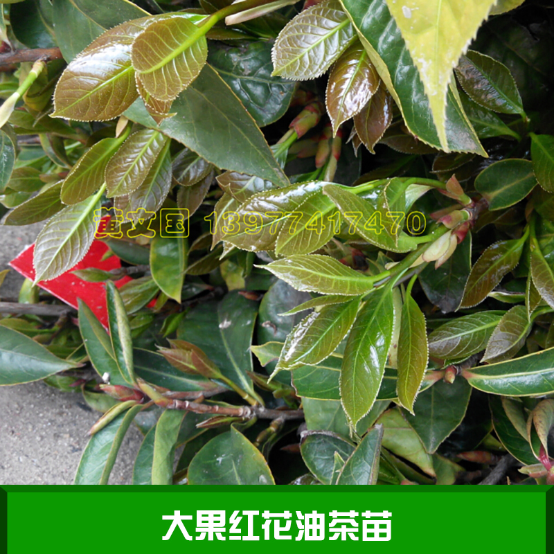 大果红花油茶苗产品，专业红花油茶种植基地，藤县大果红花油茶苗 大果红花油茶苗哪里有卖图片