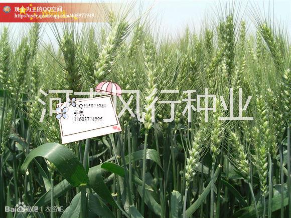 小麥種子圖片/小麥種子樣板圖 (2)