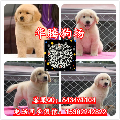 純種金毛犬圖片/純種金毛犬樣板圖 (2)