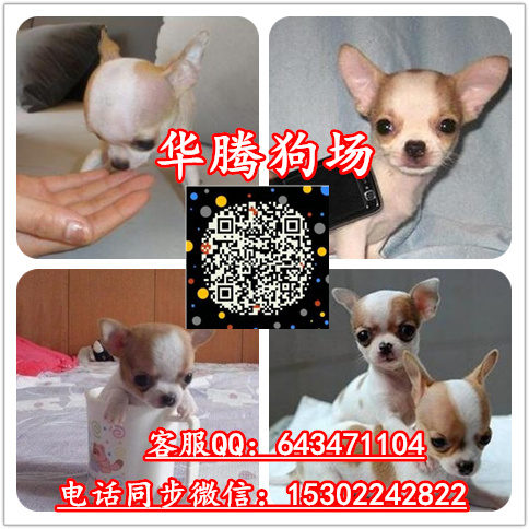 廣州哈士奇圖片/廣州哈士奇樣板圖 (3)