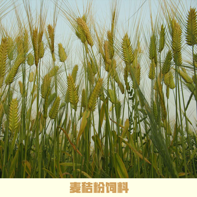 麥秸圖片/麥秸樣板圖 (3)