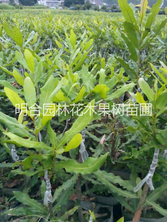 批發(fā)夏威夷果種子苗圖片/批發(fā)夏威夷果種子苗樣板圖 (2)