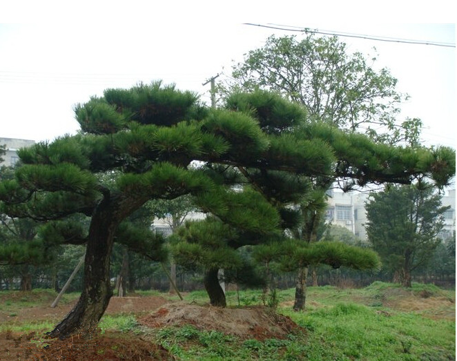 泰安市黑松树苗厂家黑松树苗