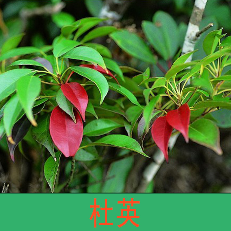 杜英圖片/杜英樣板圖 (4)
