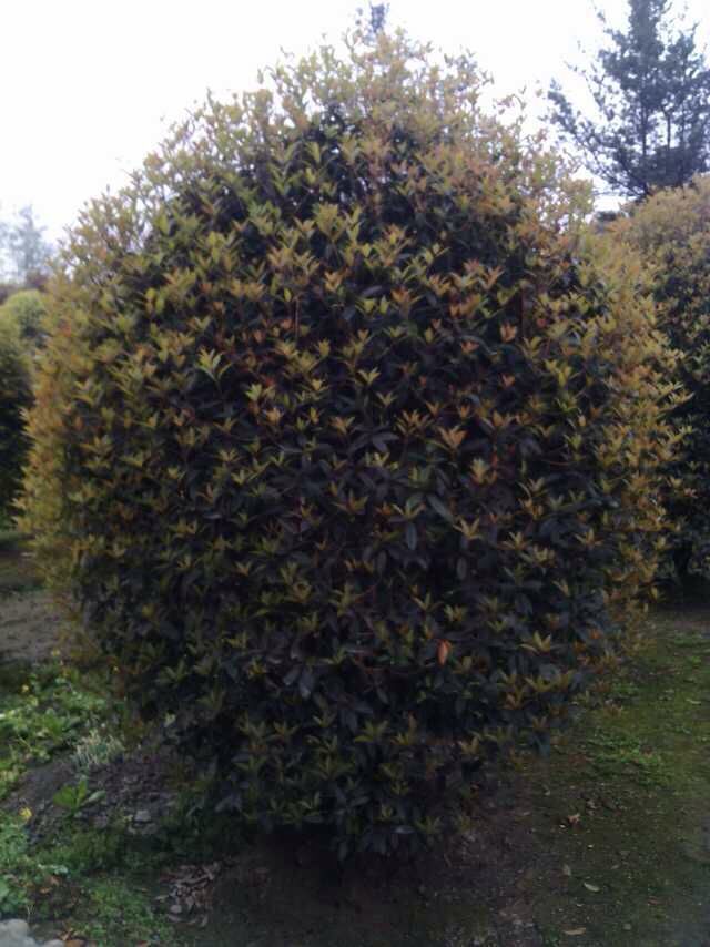 溫江桂花 溫江低分枝桂花  四川地分枝桂花價格  成都地分枝桂花