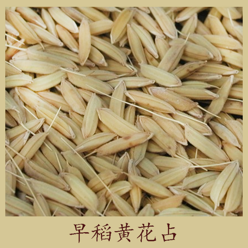 早稻黃花占圖片/早稻黃花占樣板圖 (3)