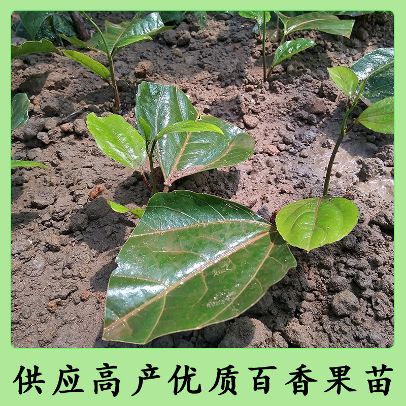 南寧黃金百香果苗，黃金百香果苗，黃金百香果苗批發(fā)