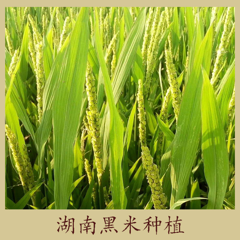 種植圖片/種植樣板圖 (2)