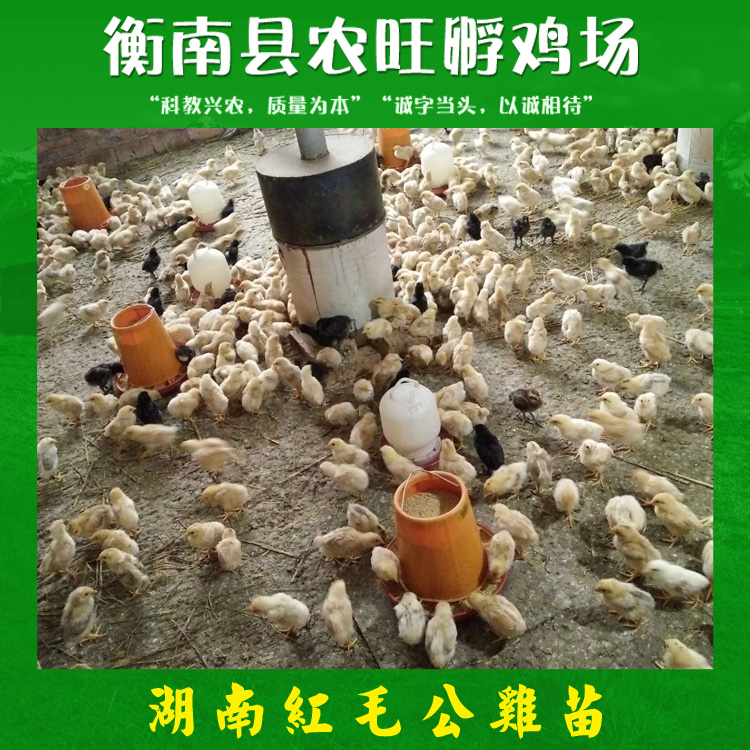 公雞苗圖片/公雞苗樣板圖 (2)