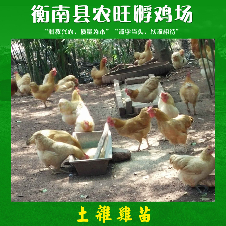 土雜雞苗圖片/土雜雞苗樣板圖 (2)