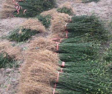 30公分枸橘多少錢