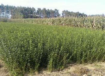 枸橘苗生產基地圖片