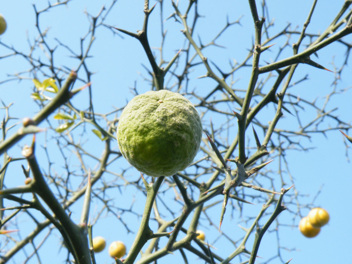 40公分圖片/40公分樣板圖 (3)