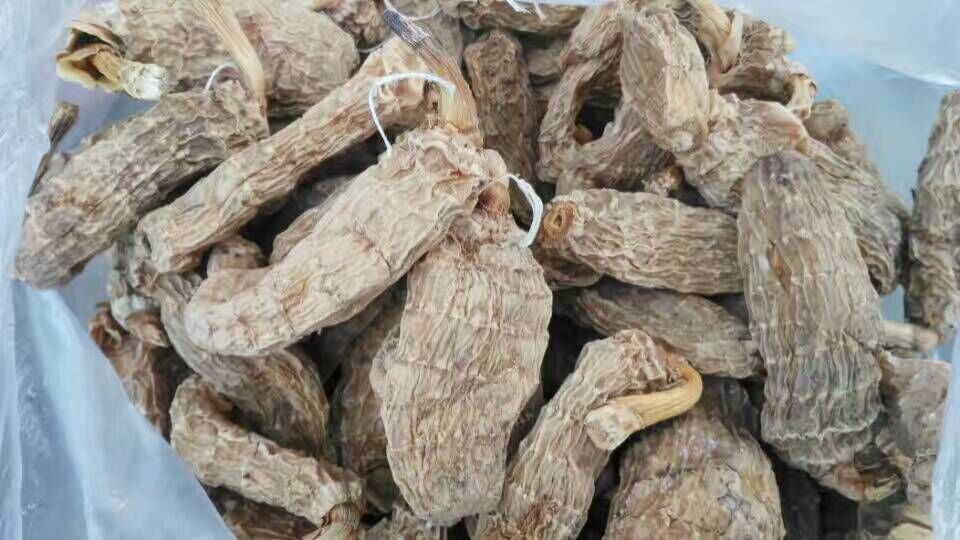 長白山天麻圖片/長白山天麻樣板圖 (2)