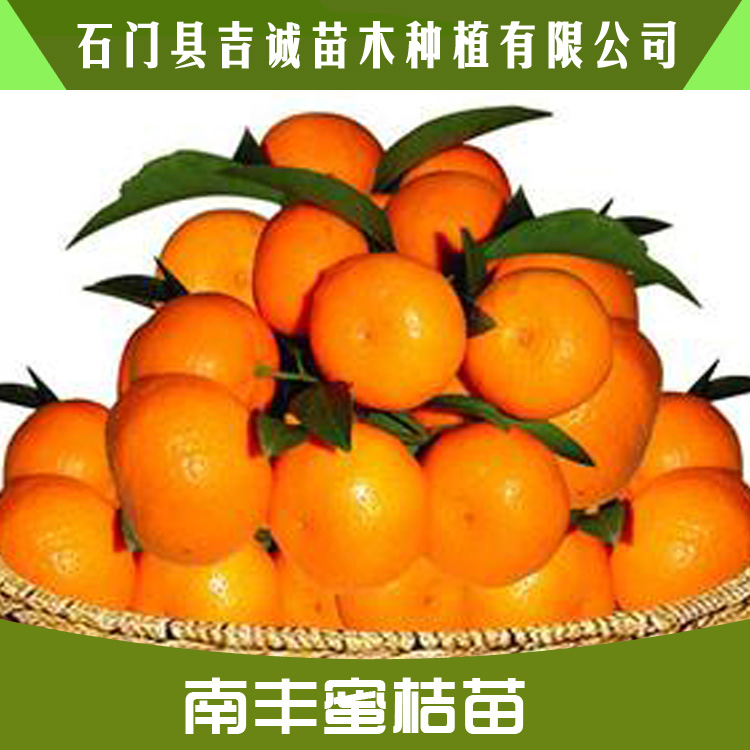 江西南豐蜜桔圖片/江西南豐蜜桔樣板圖 (2)