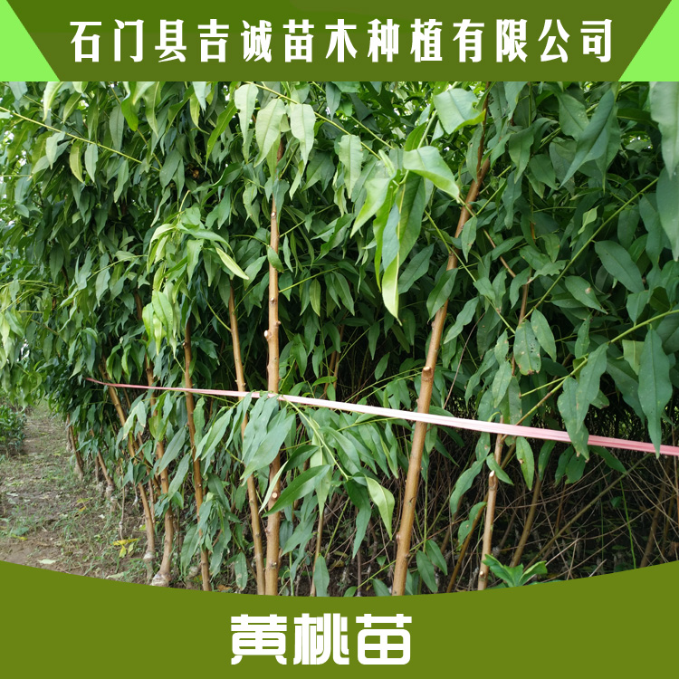 錦繡黃桃苗 優(yōu)質(zhì)水果苗黃桃苗 黃桃樹苗種植 優(yōu)良品種黃桃苗