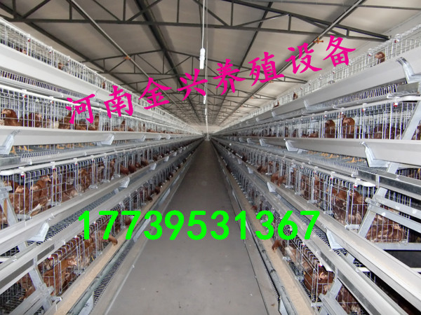 肉雞籠圖片/肉雞籠樣板圖 (2)