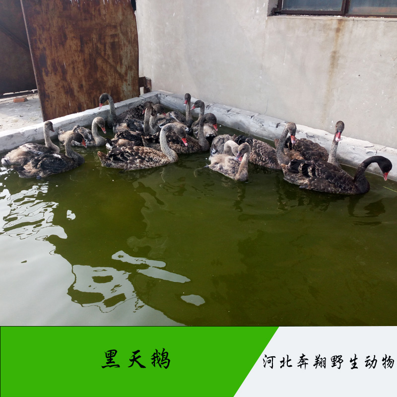 黑天鵝圖片/黑天鵝樣板圖 (2)