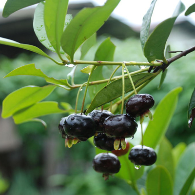 櫻桃苗圖片/櫻桃苗樣板圖 (3)