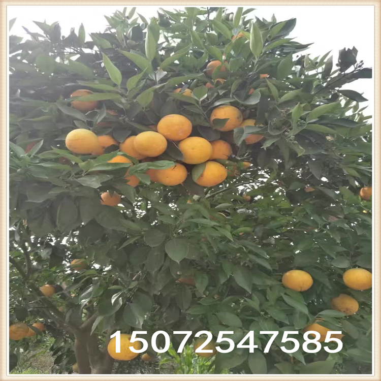 臍橙圖片/臍橙樣板圖 (4)