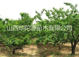 櫻桃苗圖片/櫻桃苗樣板圖 (3)