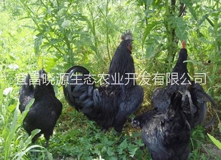 五黑雞圖片/五黑雞樣板圖 (2)