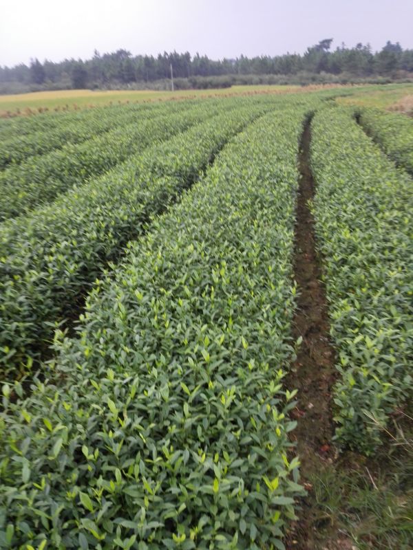 黃梔子苗圖片/黃梔子苗樣板圖 (1)