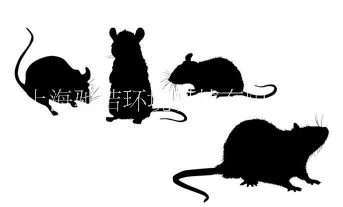 浦江滅老鼠服務(wù)