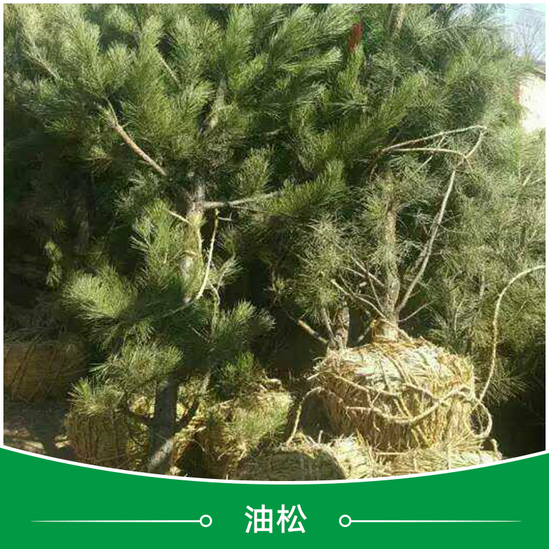 油松小苗圖片/油松小苗樣板圖 (4)