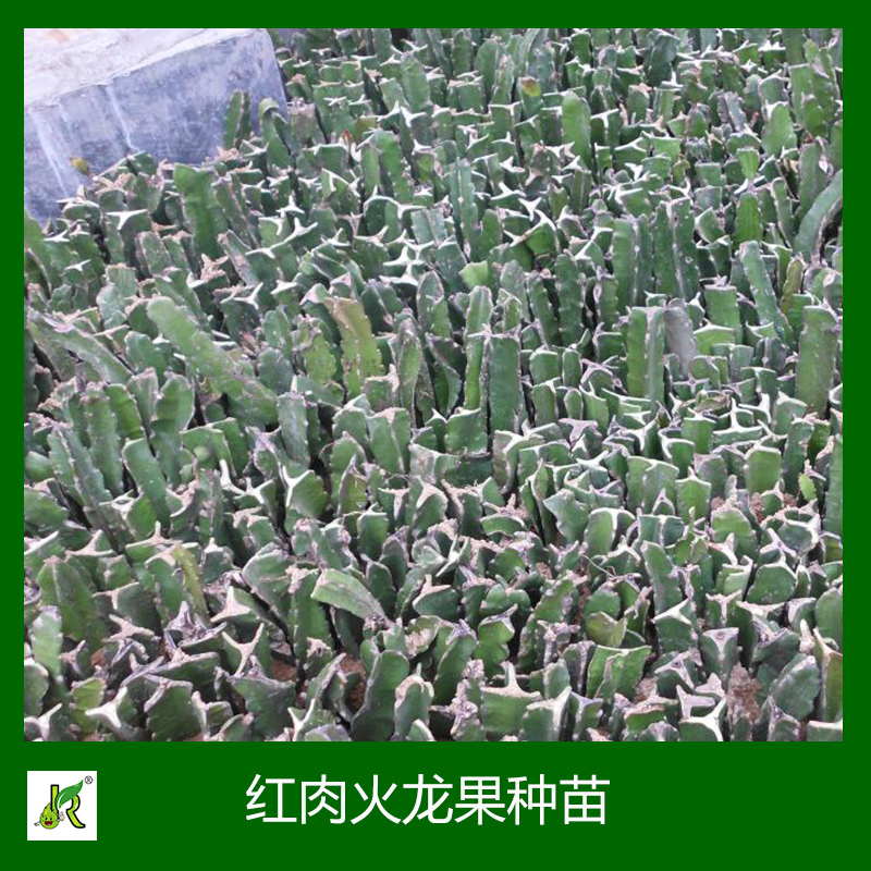紅肉火龍果種苗 火龍果種苗種植 火龍果種苗批發(fā)  臺(tái)灣紅肉火龍果苗