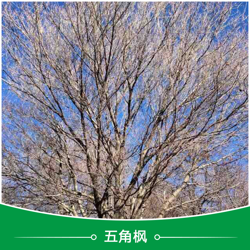 衡水五角楓批發(fā)圖片/衡水五角楓批發(fā)樣板圖 (1)