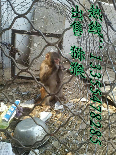 黑天鵝圖片/黑天鵝樣板圖 (4)