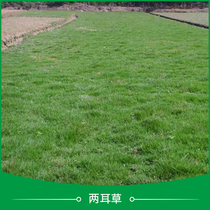 兩耳草足球草高爾夫球草圖片/兩耳草足球草高爾夫球草樣板圖 (4)