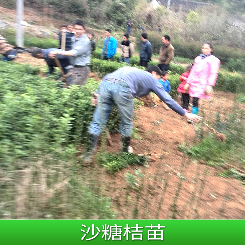 沙糖桔圖片/沙糖桔樣板圖 (2)