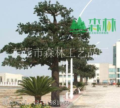 松樹圖片/松樹樣板圖 (4)