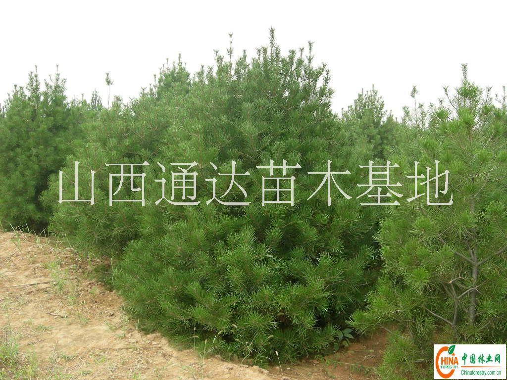 供应 3-4米白皮松 白皮松种植基地 白皮松山西通达苗木厂专卖图片