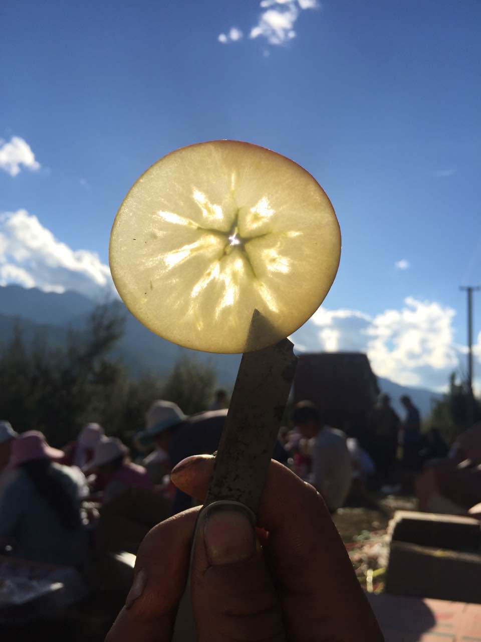 蘋果富士圖片/蘋果富士樣板圖 (4)