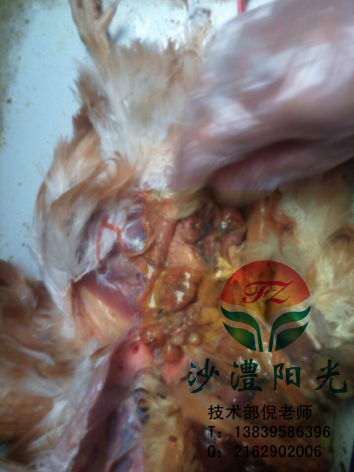 雞眼腫臉腫甩鼻是怎么回事？?。?  src=