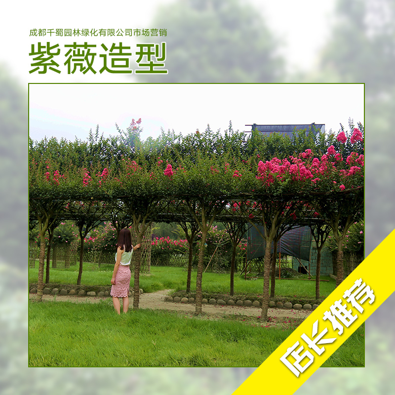 紫薇圖片/紫薇樣板圖 (2)