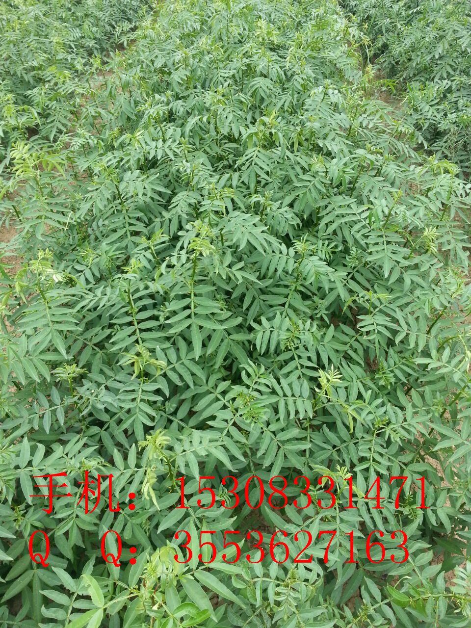 達(dá)州藤椒苗基地 達(dá)州藤椒苗批發(fā) 達(dá)州藤椒苗價(jià)格 實(shí)生藤椒苗