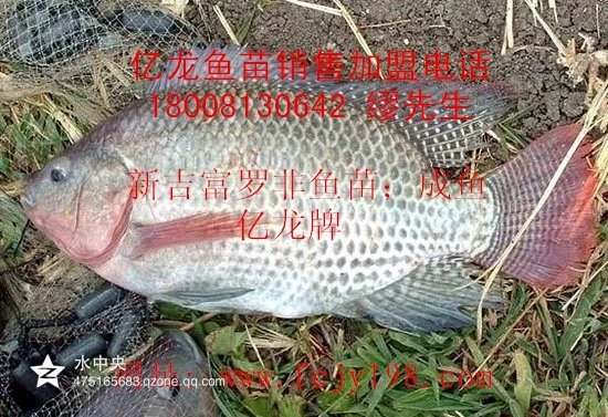 鯽魚(yú)圖片/鯽魚(yú)樣板圖 (3)