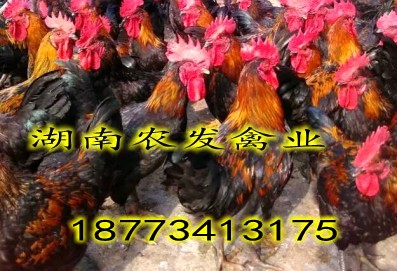 優(yōu)質(zhì)黑雞苗供應(yīng)黑土三號(hào)雞苗批發(fā)圖片