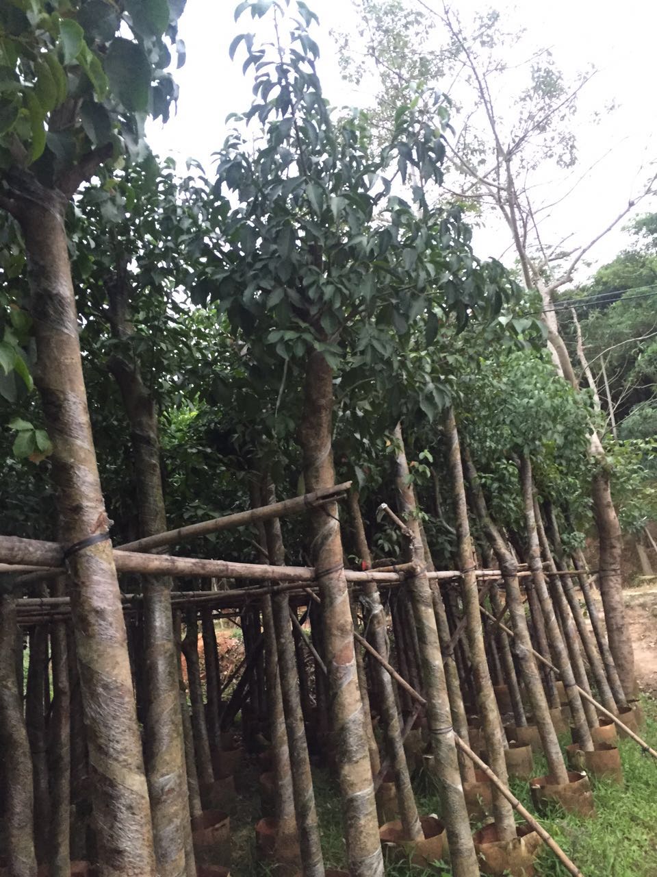 秋楓，廣東秋楓價(jià)錢，廣東秋楓種植基地，廣東秋楓那家好