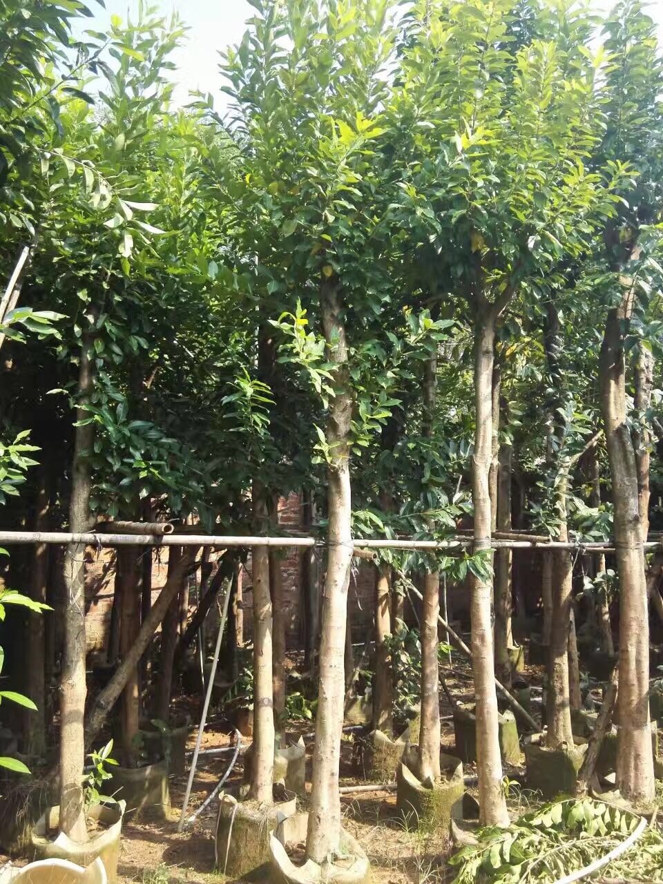 廣東水翁苗木基地  ， 廣東水翁苗木價(jià)格， 廣東水翁苗木哪家好